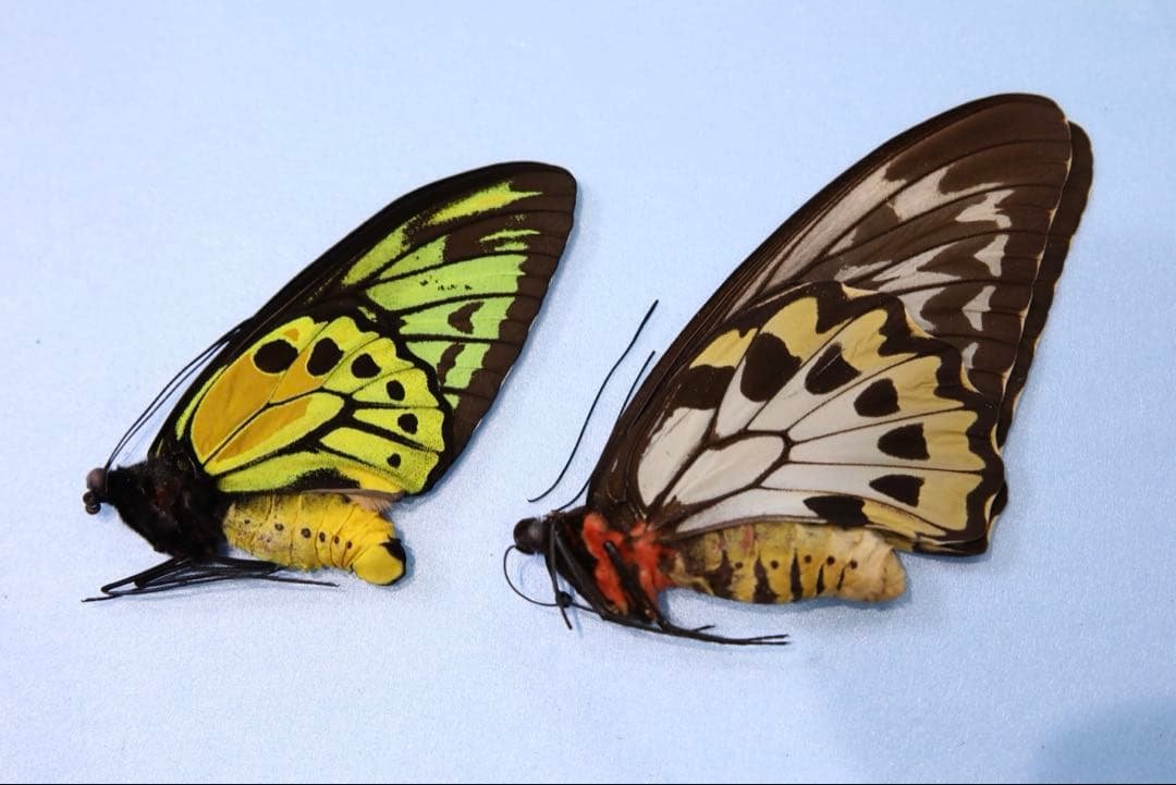 アカメガネトリバネアゲハ！ペア！標本2