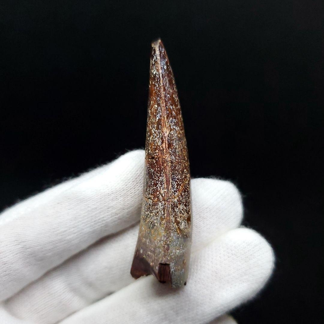 恐竜】スピノサウルス 本物 モロッコ産 54.68mm ケース付き sp401